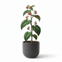 Polyanthus Primrose 'Polyanthus Hybrid'