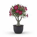 Rex Begonia 'Rex Cultivar'