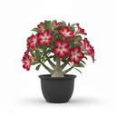 Satin Pothos 'Exotica' 'Exotica'