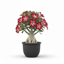 Bloodleaf Plant 'Brilliantissima'