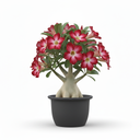 Bloodleaf Plant 'Brilliantissima'