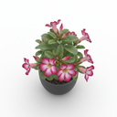 Dwarf Pampas Grass 'Pumila'