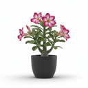 Dwarf Pampas Grass 'Pumila'