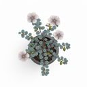 Ming Aralia