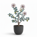 Ming Aralia