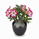 Spiral Ficus Bonsai 'Spiral'