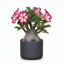 Twisted Ficus Bonsai 'Twisted Style'