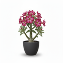 Heart-Shaped Ficus Bonsai