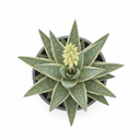 Ficus Bonsai 'Twisted S-Shape'