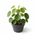 Chinese Money Plant