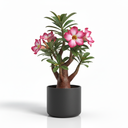 Friendship Plant 'Moon Valley'