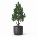 Mugo Pine