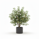 Dwarf Apple Tree 'Dwarf'