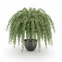 Weeping Mulberry 'Pendula'