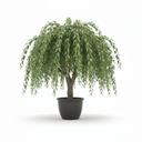 Weeping Mulberry 'Pendula'