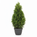 Standard Arborvitae 'Standard Topiary'
