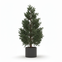 Juniper Standard Tree 'Standard Form'