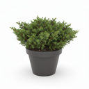 Japanese Garden Juniper 'Nana'