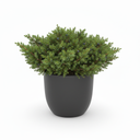 Japanese Garden Juniper 'Nana'