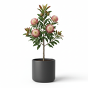 Pincushion Hakea