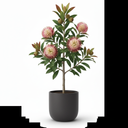 Pincushion Hakea