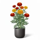 African Marigold