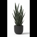 Snake Plant 'Black Coral'