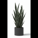 Snake Plant 'Black Coral'