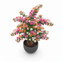 Climbing Bougainvillea