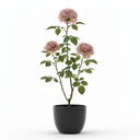 Damask Rose 'Persian Damask'