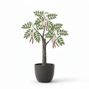 Black Locust