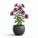 Hanging Petunia