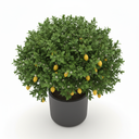 Citrus Tree (Standard)
