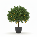Citrus Tree (Standard)