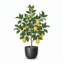 Italian Citrus Tree