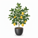 Italian Citrus Tree