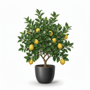 Dwarf Lemon Tree 'Dwarf'