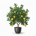 Dwarf Lemon Tree 'Dwarf'