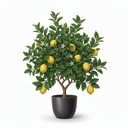 Dwarf Lemon Tree 'Dwarf'