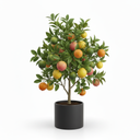 Assorted Citrus Plants 'Assorted'