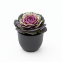 Ornamental Kale
