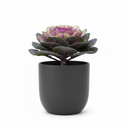 Ornamental Kale