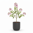 Orchid Tree