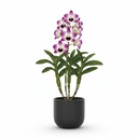 Dendrobium Orchid