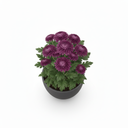 Chrysanthemum 'Purple'