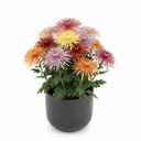 Chrysanthemum 'Spider'