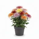 Chrysanthemum 'Spider'