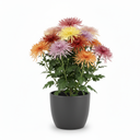 Chrysanthemum 'Spider'