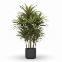 Golden Coast Dracaena 'Golden Coast'