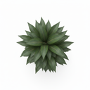 Dracaena 'Janet Craig' 'Janet Craig'